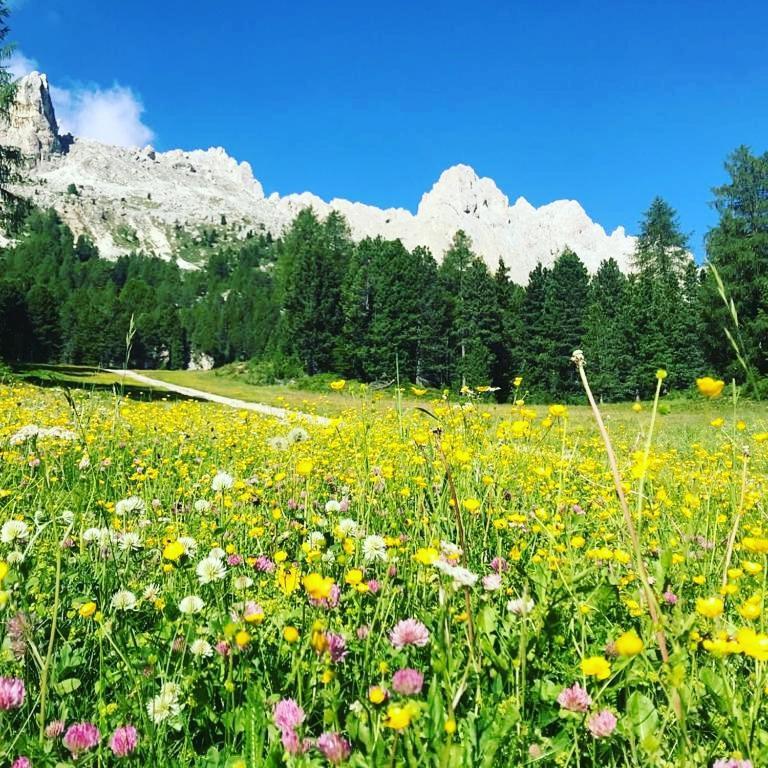 Apartament Mountain Alleghe Zewnętrze zdjęcie
